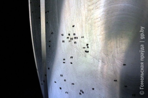 Проверка молочной фермы в Петриковском районе: насекомые повсюду