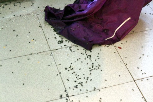 Проверка молочной фермы в Петриковском районе: насекомые повсюду