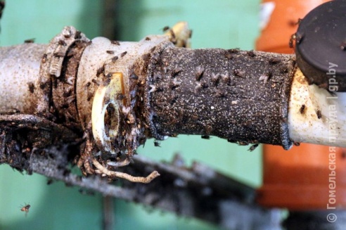 Проверка молочной фермы в Петриковском районе: насекомые повсюду