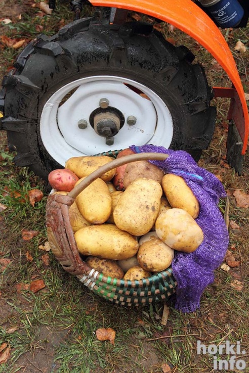 50 оттенков "Дажынак" в Овсянке