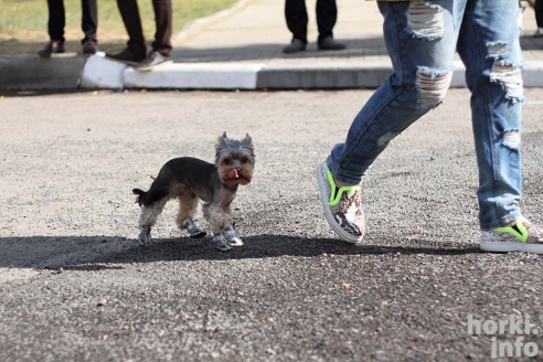 50 оттенков "Дажынак" в Овсянке