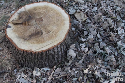 Парк в Горках вырубают ради гаражей