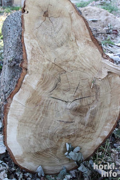 Парк в Горках вырубают ради гаражей