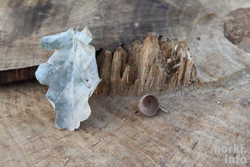 Парк в Горках вырубают ради гаражей