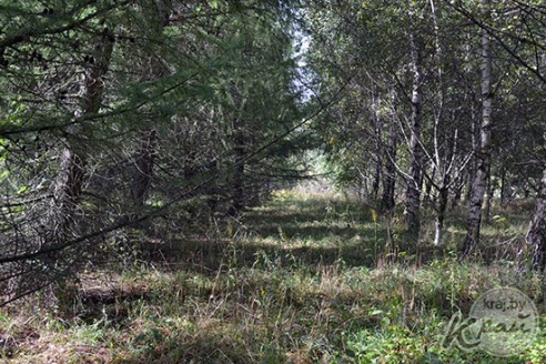 Тропу здоровья протяженностью 330 метров строят в Глубоком (ФОТО)