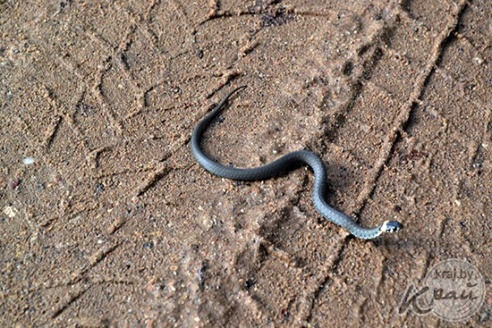 Тропу здоровья протяженностью 330 метров строят в Глубоком (ФОТО)