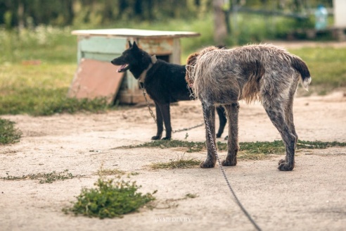 Репортаж с борта «чуда техники»: как гомельские спасатели следят за пожарами с высоты птичьего полета