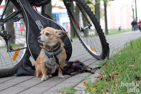 Горки на Горки: 50 моментов футбольного противостояния