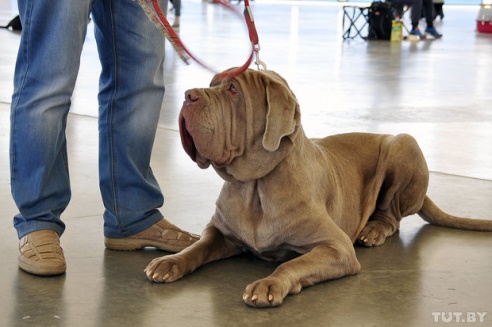 Самоед, ка-де-бо и сибирский хаски: фоторепортаж c республиканской выставки собак в Гомеле