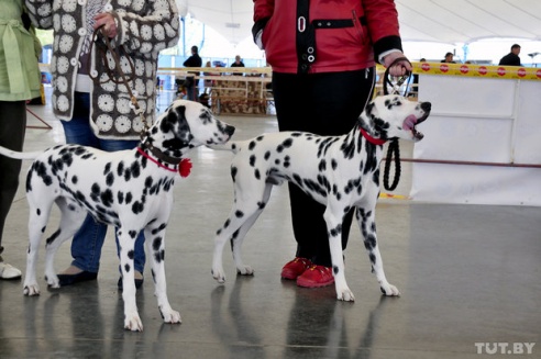 Самоед, ка-де-бо и сибирский хаски: фоторепортаж c республиканской выставки собак в Гомеле