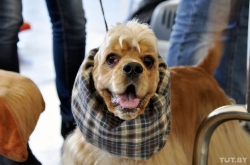 Самоед, ка-де-бо и сибирский хаски: фоторепортаж c республиканской выставки собак в Гомеле