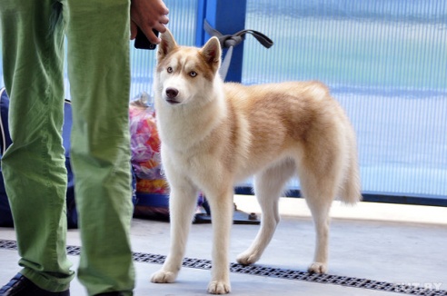 Самоед, ка-де-бо и сибирский хаски: фоторепортаж c республиканской выставки собак в Гомеле