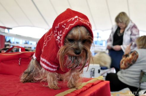 Самоед, ка-де-бо и сибирский хаски: фоторепортаж c республиканской выставки собак в Гомеле