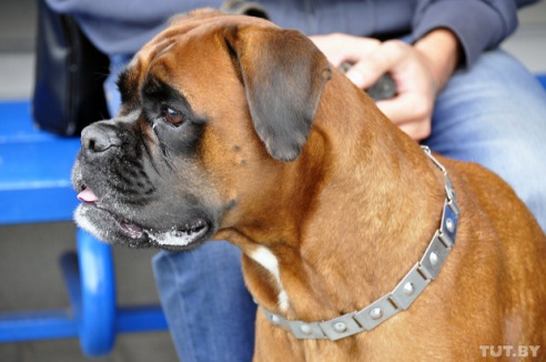 Самоед, ка-де-бо и сибирский хаски: фоторепортаж c республиканской выставки собак в Гомеле