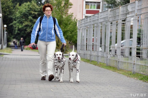 Самоед, ка-де-бо и сибирский хаски: фоторепортаж c республиканской выставки собак в Гомеле