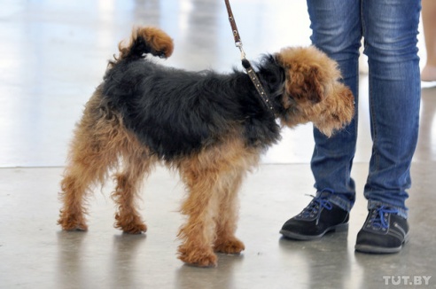 Самоед, ка-де-бо и сибирский хаски: фоторепортаж c республиканской выставки собак в Гомеле