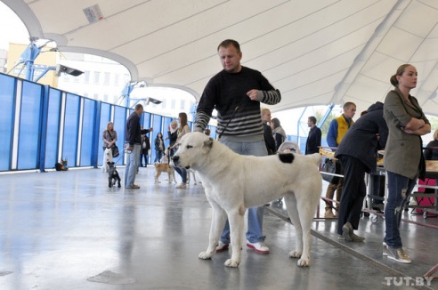 Самоед, ка-де-бо и сибирский хаски: фоторепортаж c республиканской выставки собак в Гомеле
