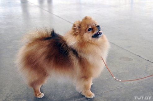 Самоед, ка-де-бо и сибирский хаски: фоторепортаж c республиканской выставки собак в Гомеле