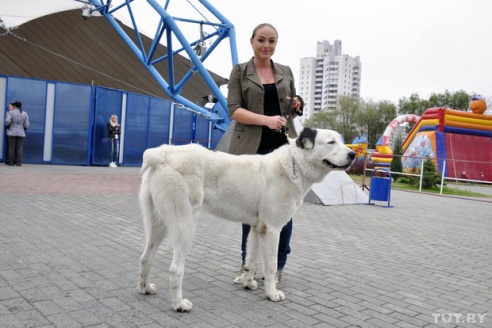 Самоед, ка-де-бо и сибирский хаски: фоторепортаж c республиканской выставки собак в Гомеле