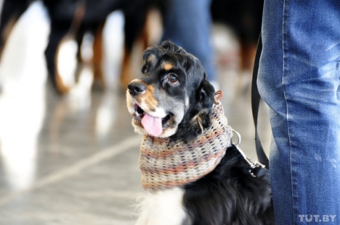 Самоед, ка-де-бо и сибирский хаски: фоторепортаж c республиканской выставки собак в Гомеле