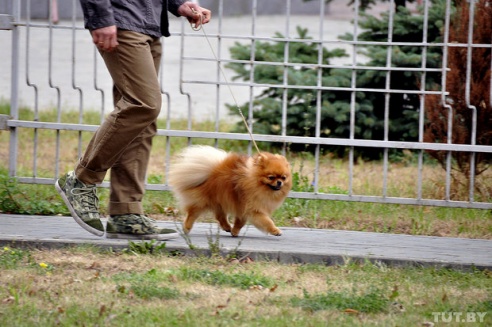 Самоед, ка-де-бо и сибирский хаски: фоторепортаж c республиканской выставки собак в Гомеле