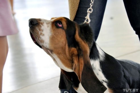 Самоед, ка-де-бо и сибирский хаски: фоторепортаж c республиканской выставки собак в Гомеле