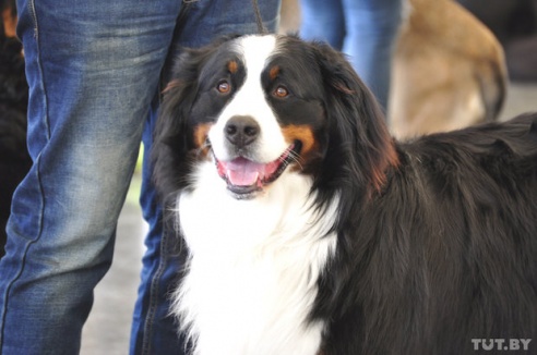 Самоед, ка-де-бо и сибирский хаски: фоторепортаж c республиканской выставки собак в Гомеле