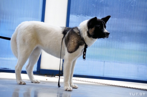 Самоед, ка-де-бо и сибирский хаски: фоторепортаж c республиканской выставки собак в Гомеле