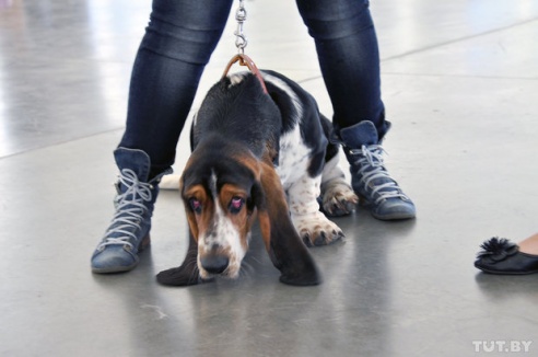 Самоед, ка-де-бо и сибирский хаски: фоторепортаж c республиканской выставки собак в Гомеле