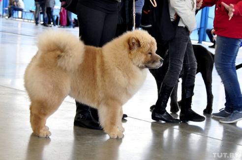 Самоед, ка-де-бо и сибирский хаски: фоторепортаж c республиканской выставки собак в Гомеле