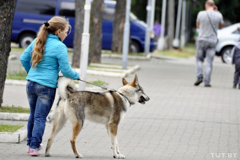 Самоед, ка-де-бо и сибирский хаски: фоторепортаж c республиканской выставки собак в Гомеле