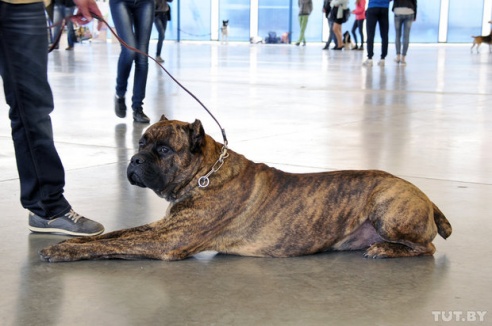 Самоед, ка-де-бо и сибирский хаски: фоторепортаж c республиканской выставки собак в Гомеле