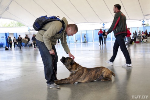 Самоед, ка-де-бо и сибирский хаски: фоторепортаж c республиканской выставки собак в Гомеле