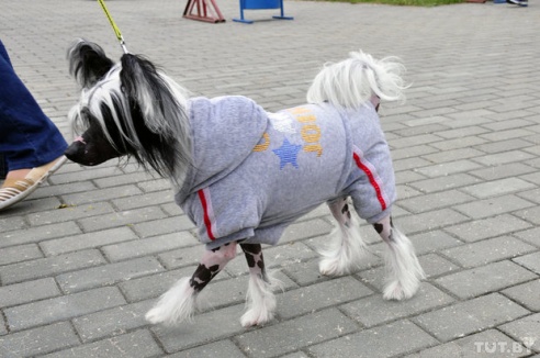Самоед, ка-де-бо и сибирский хаски: фоторепортаж c республиканской выставки собак в Гомеле