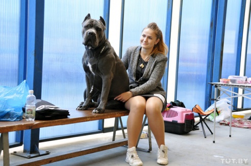 Самоед, ка-де-бо и сибирский хаски: фоторепортаж c республиканской выставки собак в Гомеле