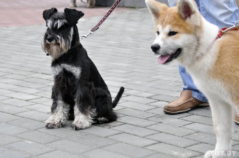 Самоед, ка-де-бо и сибирский хаски: фоторепортаж c республиканской выставки собак в Гомеле