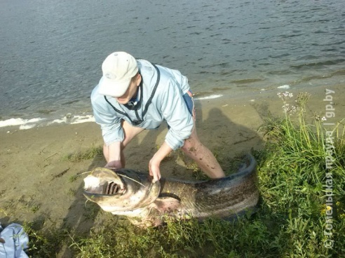 Гомельчанин поймал в Днепре двухметрового сома весом в полцентнера