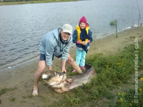 Гомельчанин поймал в Днепре двухметрового сома весом в полцентнера