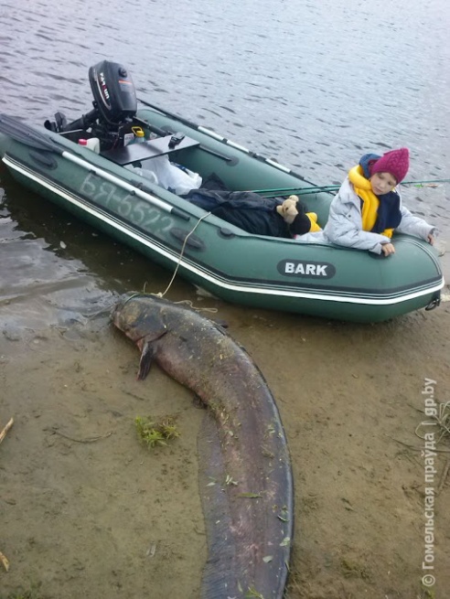Гомельчанин поймал в Днепре двухметрового сома весом в полцентнера