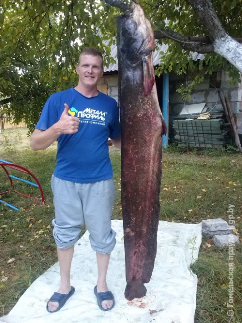 Гомельчанин поймал в Днепре двухметрового сома весом в полцентнера