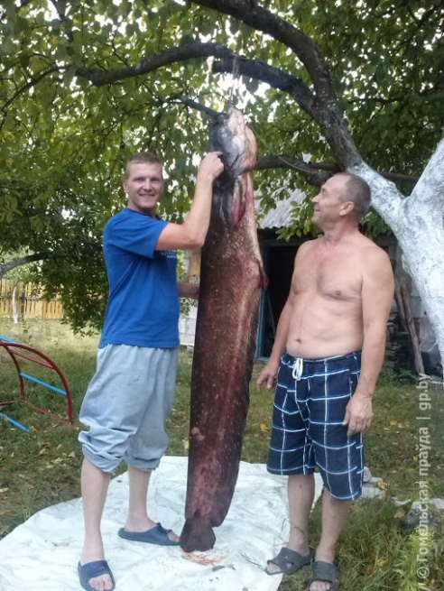 Гомельчанин поймал в Днепре двухметрового сома весом в полцентнера