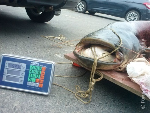 Гомельчанин поймал в Днепре двухметрового сома весом в полцентнера