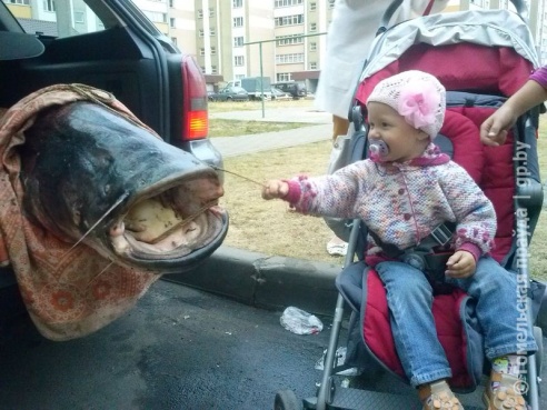 Гомельчанин поймал в Днепре двухметрового сома весом в полцентнера