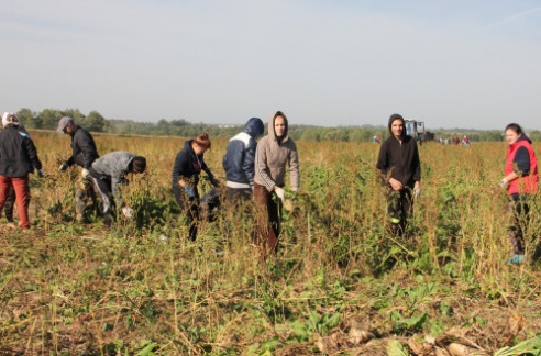 Развитие деятельности студенческих отрядов остается приоритетным направлением в воспитании молодежи Костюковичского района (+ фото)