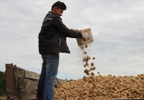 На Ашмяншчыне пачалася ўборка бульбы