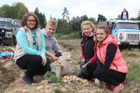 На Ашмяншчыне пачалася ўборка бульбы