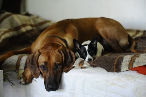 Интервью с девушкой, которая разговаривает с животными на одном языке