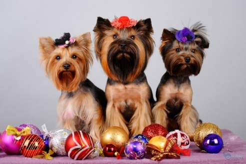 Интервью с девушкой, которая разговаривает с животными на одном языке