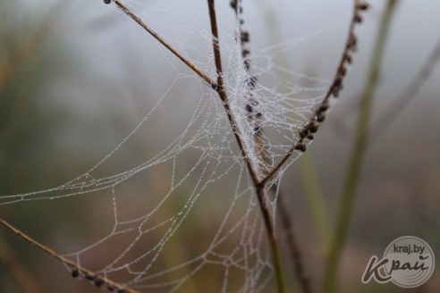 ФОТОФАКТ: Туманное утро в Вилейке