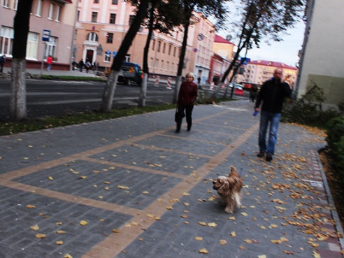 Чтобы расширить проезжую часть, на Кирова срубили деревья (фото)